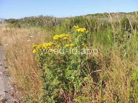 ragwort, tansy
